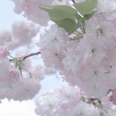 西峡FurryQQ群介绍